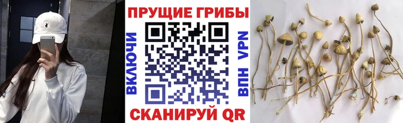 кракен вход  закладка  Сковородино  Псилоцибиновые грибы мухоморы 